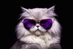 A cute Persian cat wearing purple sunglasses on blak background. photo