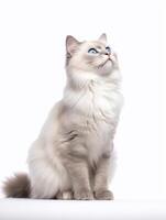 muñeca de trapo gato con azul ojos en un blanco antecedentes. generativo ai foto