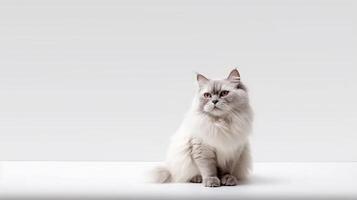 Cutten Ragdoll kitten sitting on table on white background. With copy space for text. photo