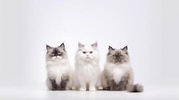 Three Ragdoll cats sitting on a white background and looking at the camera photo