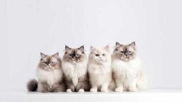 Three Ragdoll cats sitting on a white background and looking at the camera photo