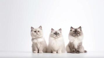 Tres muñeca de trapo gatos sentado en un blanco antecedentes y mirando a el cámara foto