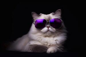 retrato de persa gato vistiendo púrpura Gafas de sol aislado en negro antecedentes foto