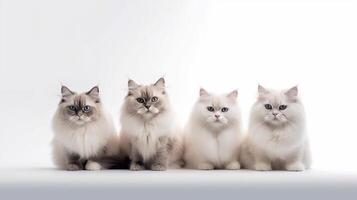 Three Ragdoll cats sitting on a white background and looking at the camera photo