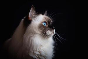 retrato de un hermosa muñeca de trapo gato con azul ojos en un negro antecedentes. generativo ai foto