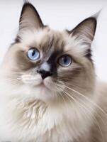 hermosa gato de muñeca de trapo gato con azul ojos cerca arriba. generativo ai foto