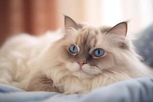 Ragdoll cat lying on white bed. photo