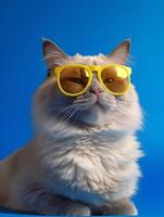 Ragdoll cat wearing yellow sunglasses on blue background. photo