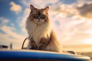 beautiful ragdoll cat relaxing on the beach enjoying the sea view. photo