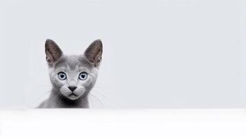 Beautiful gray cat sitting on a white background. Copy space. photo