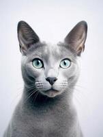 Close up portrait of Russian blue on white background. photo