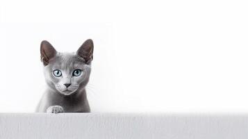 Beautiful gray cat sitting on a white background. Copy space. photo