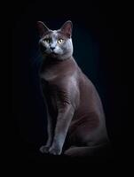 Portrait of a Russian blue cat on a black background. photo