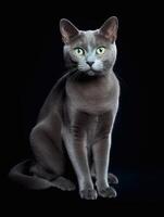 Portrait of a Russian blue cat on a black background. photo
