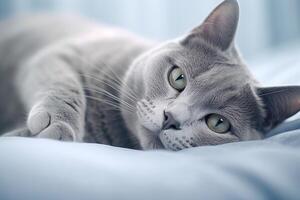 Russian blue cat lying on the bed. photo