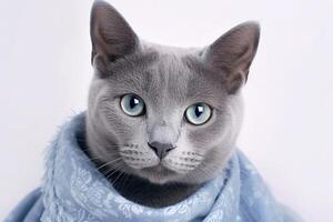 Beautiful Russian blue cat wearing scarf on white background. photo
