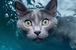 Portrait of a Russian blue cat with blue eyes in the water. photo