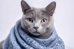 Beautiful Russian blue cat wearing scarf on white background. photo