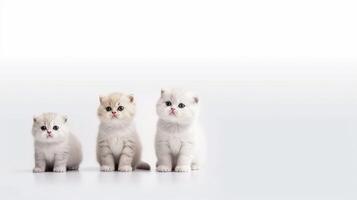 Three grey scottish fold kittens sitting on a white background. photo