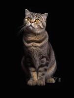 Studio portrait of beautiful scottish fold cat, isolated on black background. photo