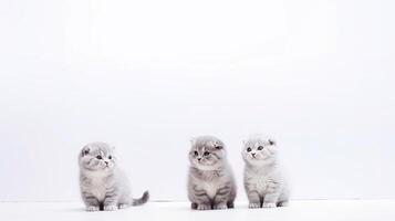 Three grey scottish fold kittens sitting on a white background. photo