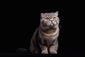 Portrait of a scottish fold cat on a black background with copy space. photo
