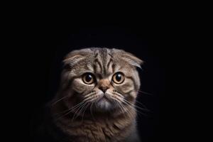 Portrait of a scottish fold cat on a black background with copy space. photo