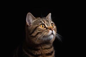 Portrait of a scottish fold cat on a black background with copy space. photo