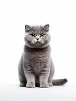 Scottish fold cat isolated on a white background, studio shot. photo