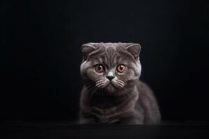 Portrait of a scottish fold cat on a black background with copy space. photo
