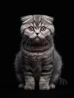 Studio portrait of beautiful scottish fold cat, isolated on black background. photo