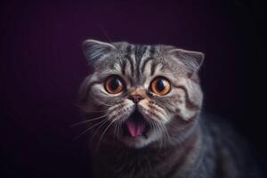 Portrait of a scottish fold cat on a black background with copy space. photo