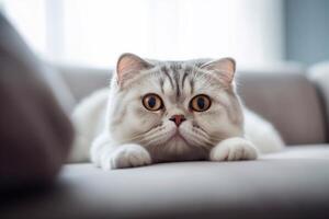 Beautiful Scottish fold lying on sofa. photo
