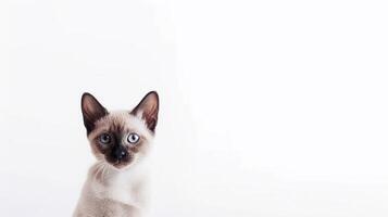 Siamese cat with blue eyes on white background. Copy space. photo