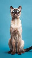 Siamese cat on blue background. photo