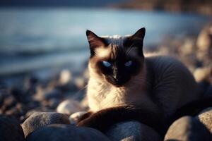 Siamese cat with blue eyes sitting on pebble beach. photo