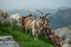 pasto cabras en el menna montañas foto