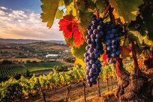 Close-up photo of ripe grapes in a vineyard.