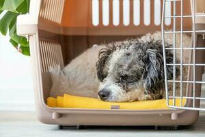 Cute bichon frise dog lying in travel pet carrier, white wall background photo