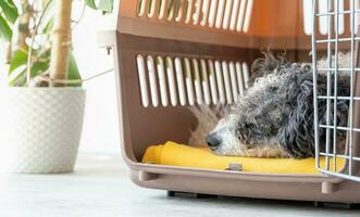 Cute bichon frise dog lying in travel pet carrier, white wall background photo