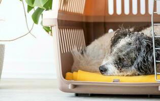 Cute bichon frise dog lying in travel pet carrier, white wall background photo