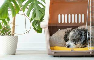 Cute bichon frise dog lying in travel pet carrier, white wall background photo