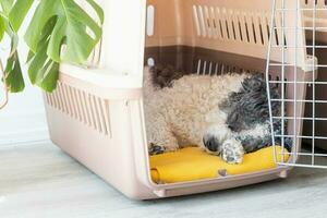 Cute bichon frise dog lying in travel pet carrier, white wall background photo