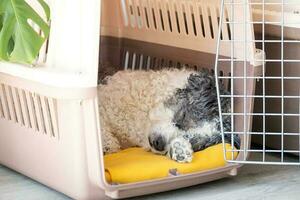 Cute bichon frise dog lying in travel pet carrier, white wall background photo