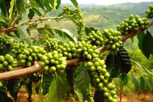 café plantación, ai generativo foto