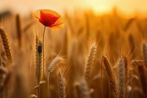 hermosa trigo campo en puesta de sol y un amapola, ai generativo foto