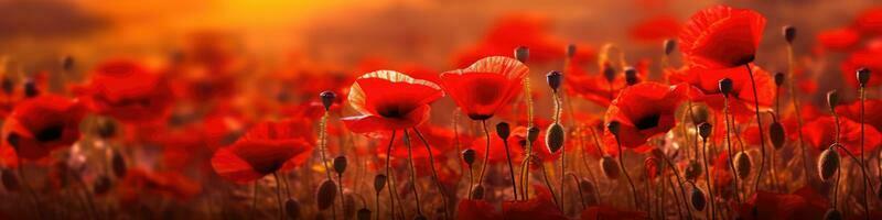 field of red poppies in the sunset light. AI Generative photo