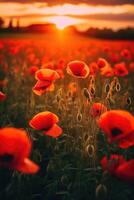 field of red poppies in the sunset light. photo