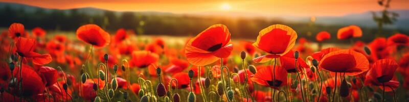 campo de rojo amapolas en el puesta de sol ligero. ai generativo foto