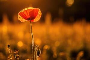 beautiful wheat field in sunset and a poppie, AI Generative photo